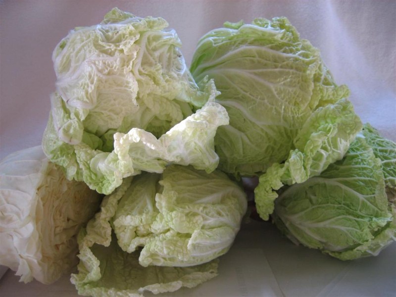 cabbage