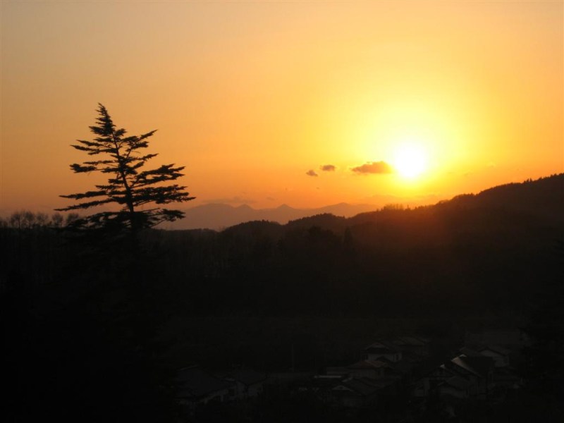 Sun and Lone Pine Tree