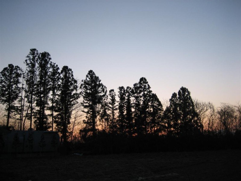 Trees at Dusk