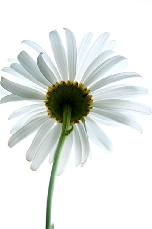 White Daisy