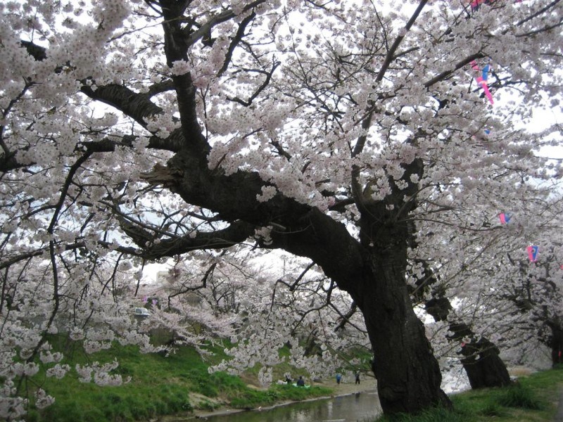 Cherry Blossoms 1