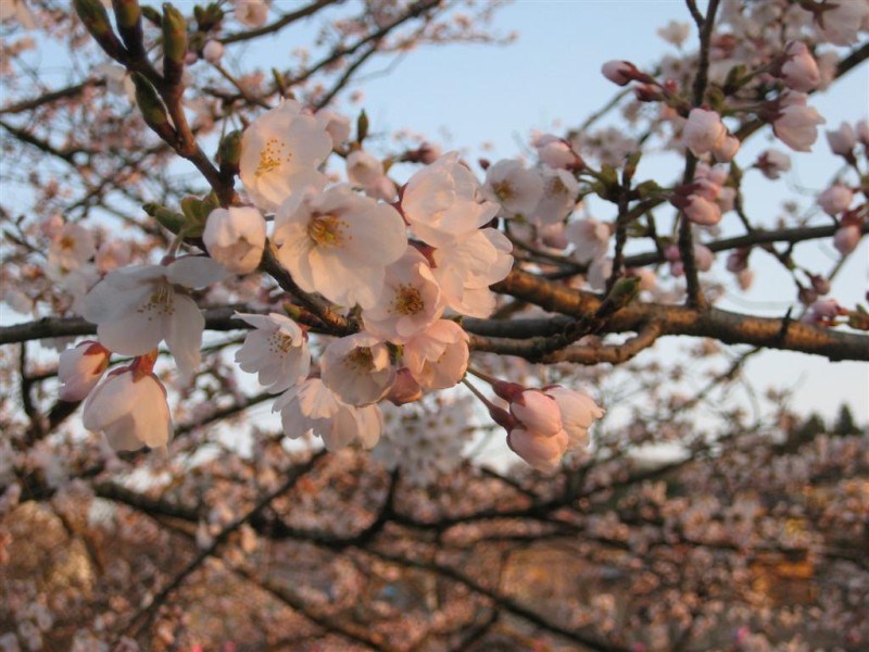 Cherry Blossoms 2