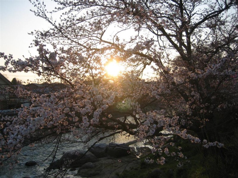 Cherry Blossoms 3