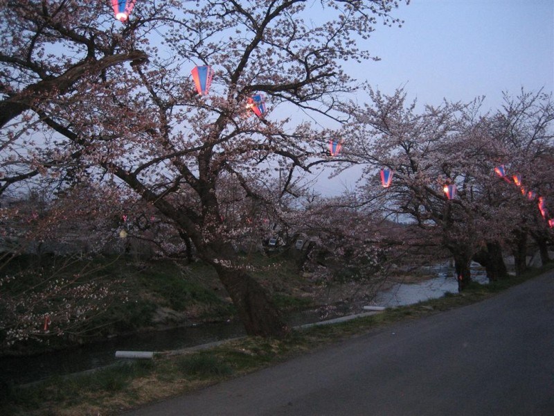 Cherry Blossoms 4