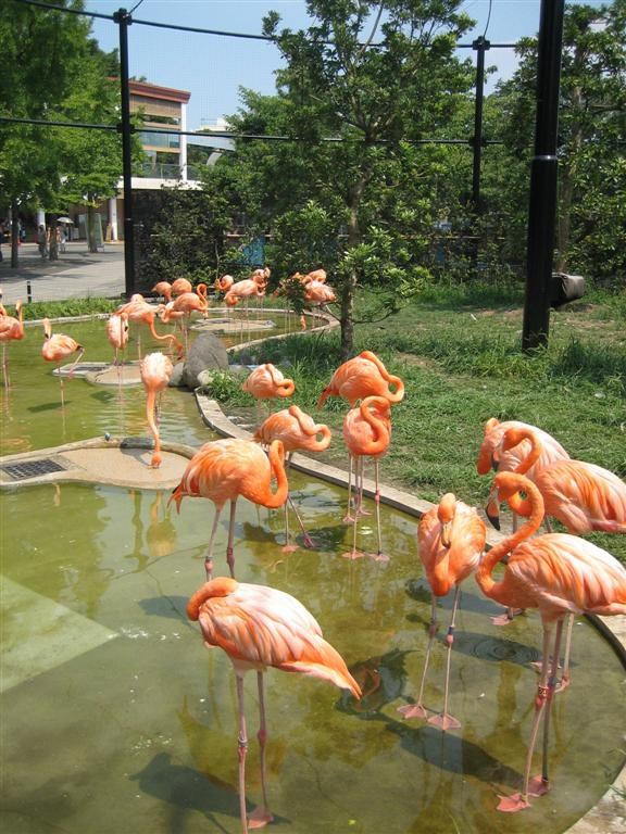 Flamingoes at Ueno Zoo