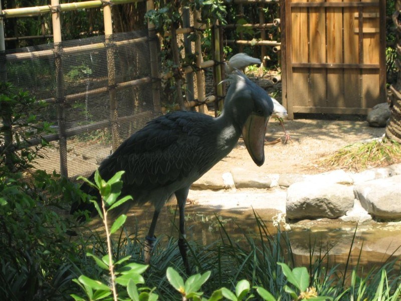 Shoebill stork at Ueno Zoo