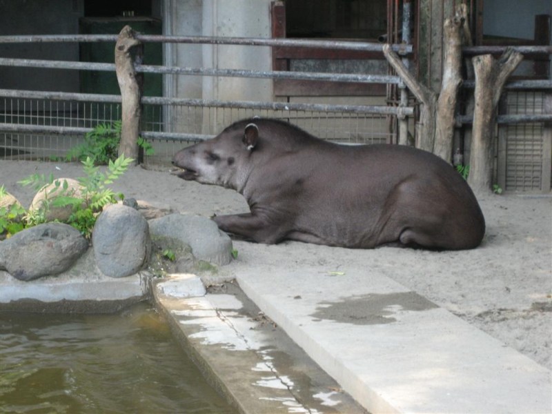 Tapir at Ueno Zoo