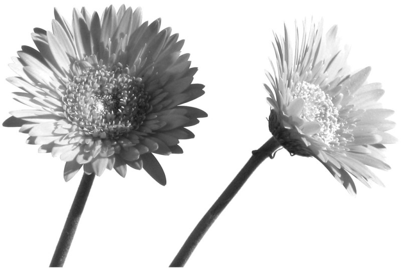 B&W Flowers