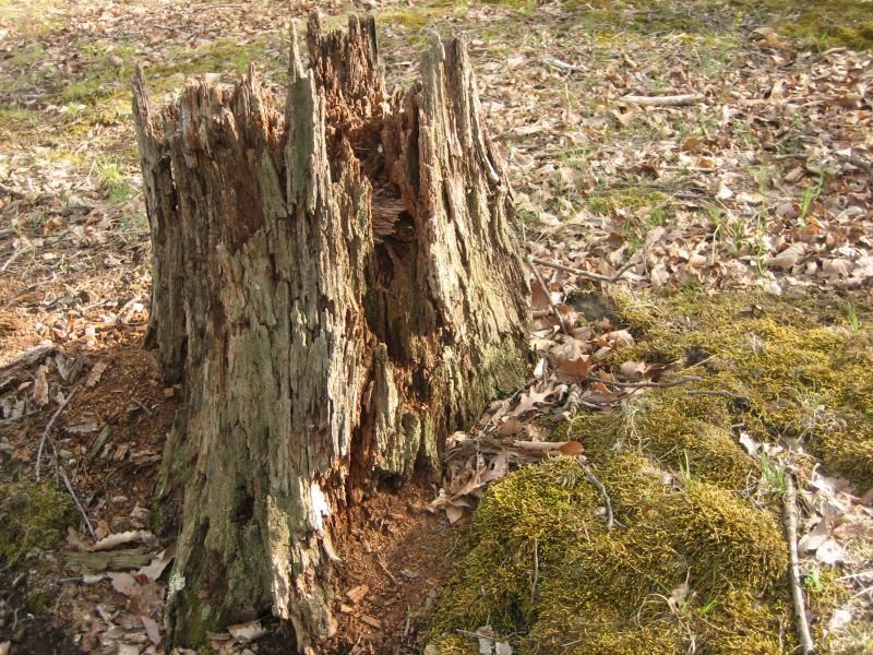 Tree Stump